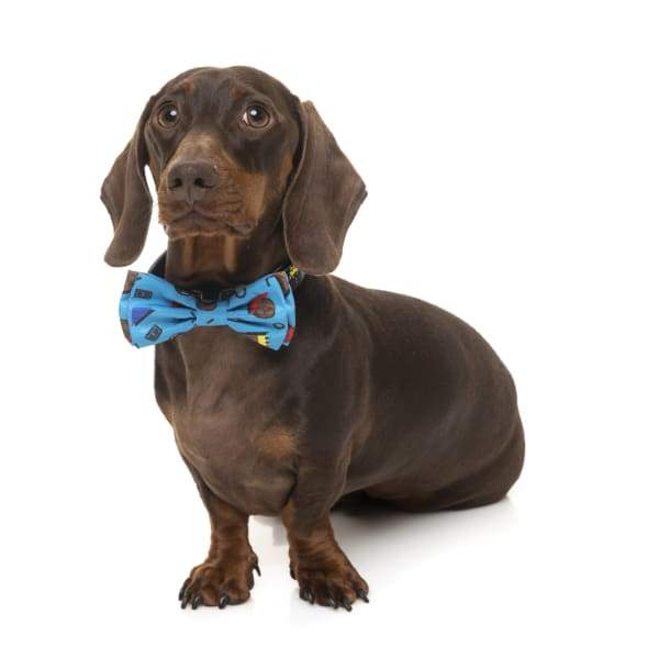 Fuzzyard [15% OFF] Fuzzyard Kings of Gold School Pet Bow Tie (2 Sizes) Dog Accessories