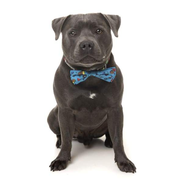 Fuzzyard [15% OFF] Fuzzyard Kings of Gold School Pet Bow Tie (2 Sizes) Dog Accessories