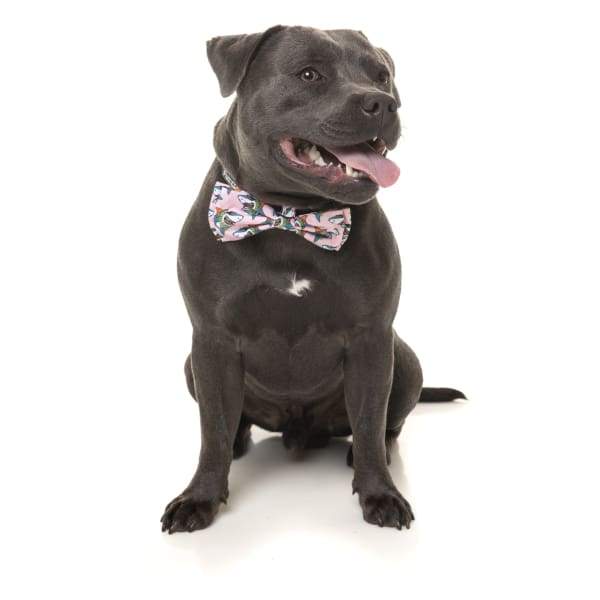 Fuzzyard [15% OFF] Fuzzyard LL Cool Jaw Pet Bow Tie (2 Sizes) Dog Accessories