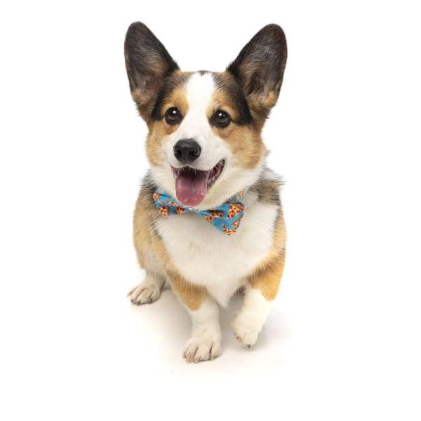 Fuzzyard [15% OFF] Fuzzyard Pizza LYF Pet Bow Tie (2 Sizes) Dog Accessories